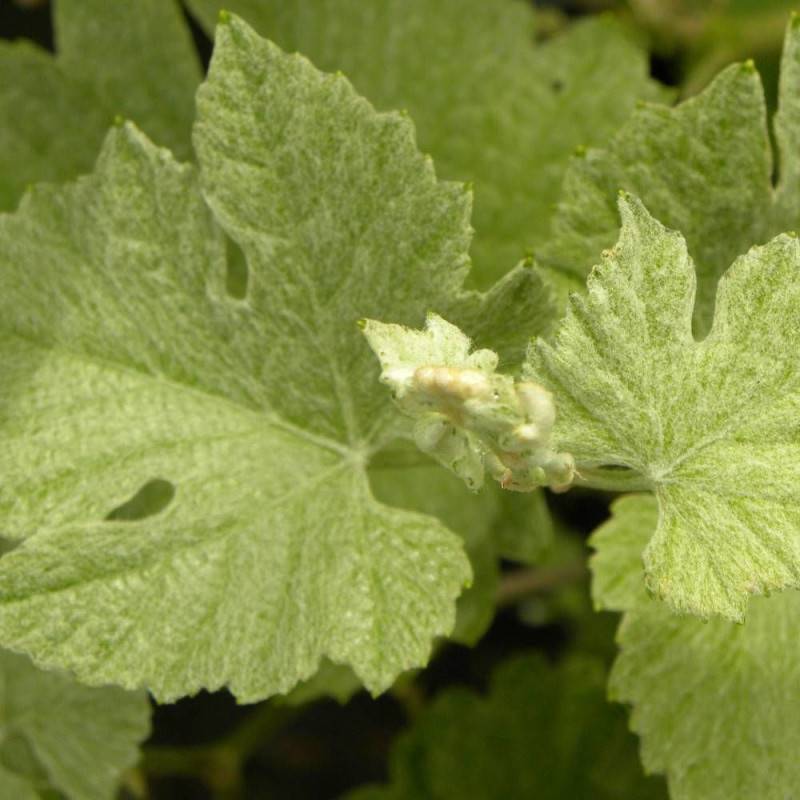 Vigne d'ornement Incana - Godet - 5/10 cm - Imagen 1