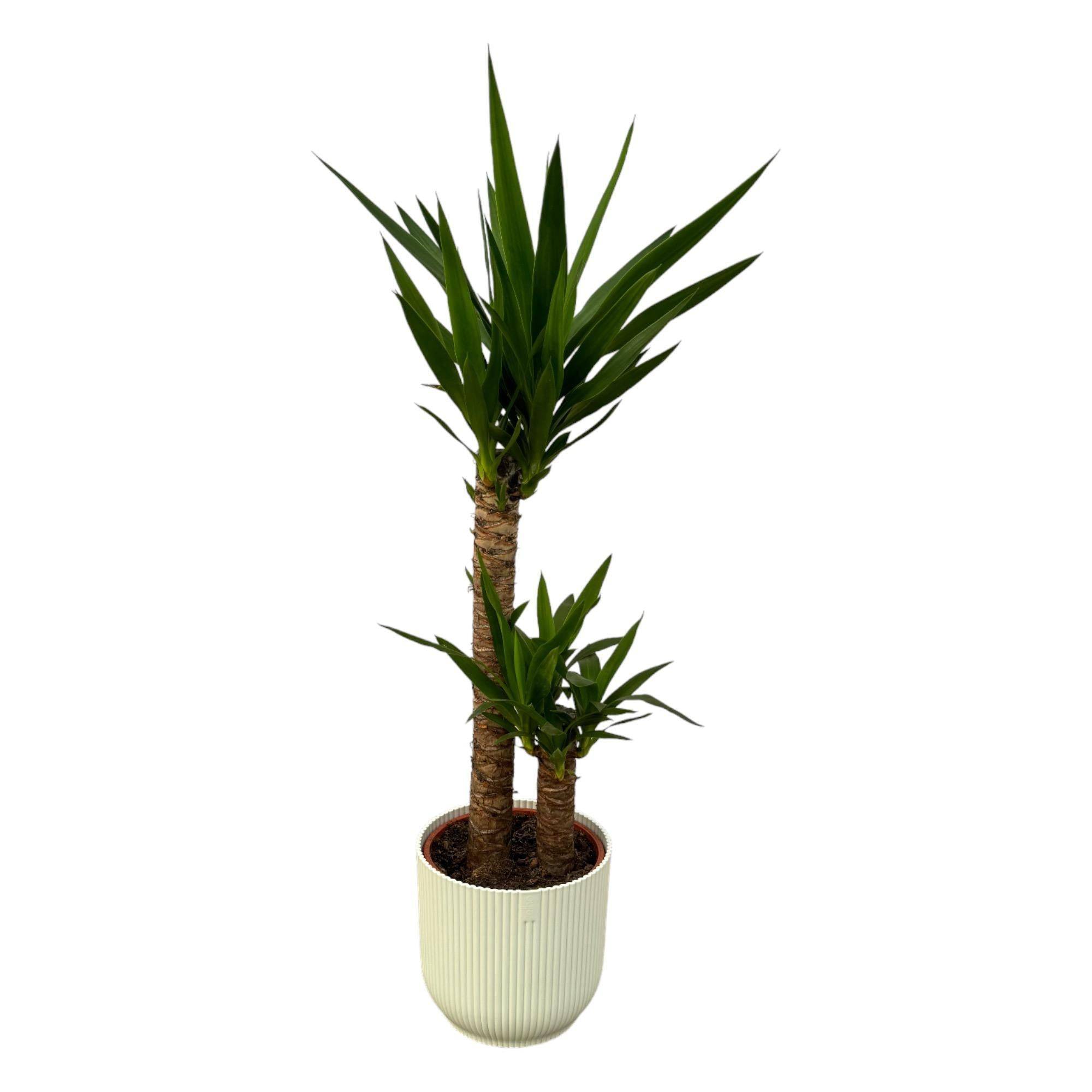 La Green Touch - Yucca et son pot- La Green Touch Blanc - Hauteur 100cm