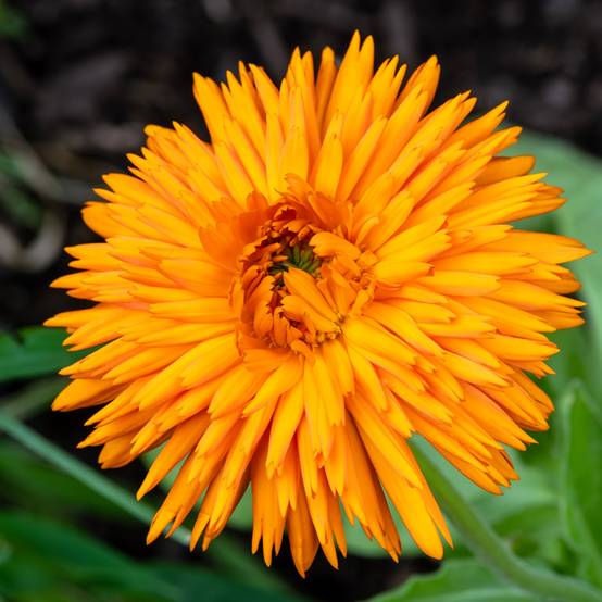 Promesse de Fleurs - Graines de Calendula officinalis Calexis Orange - Souci des jardins le sachet de 100 graines environ (0,8g)