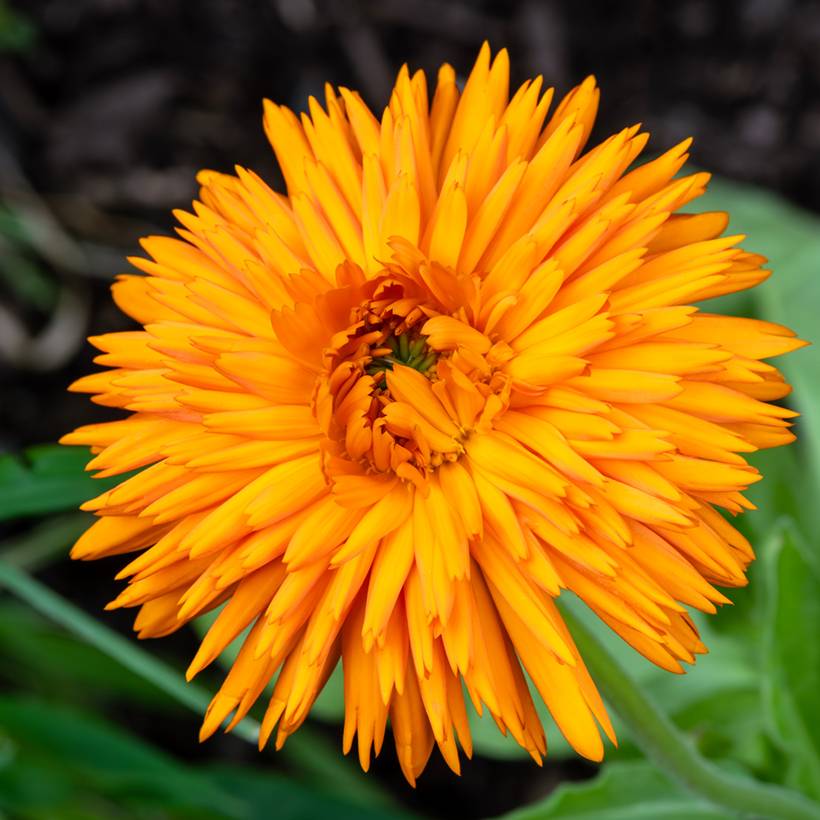 Promesse de Fleurs - Graines de Calendula officinalis Calexis Orange - Souci des jardins le sachet de 100 graines environ (0,8g)