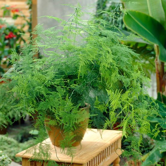 Gardenersdream - Asparagus Plumosus Plante D’Intérieur – 1 X Fougère Vivante En Pot De 12 Cm - GardenersDream - Image 1