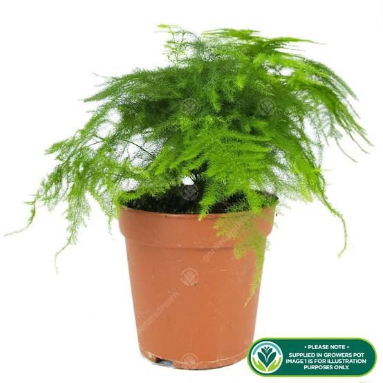 Gardenersdream - Asparagus Plumosus Plante D’Intérieur – 1 X Fougère Vivante En Pot De 12 Cm - GardenersDream - Image 2