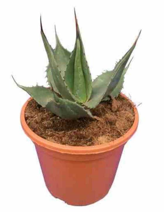 0 - Agave americana cv. Havardiana Pot de 25L - 70/90cm