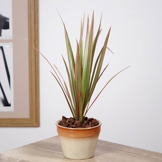 Promesse de Fleurs - Dracaena Bicolor - Dragonnier Mini-plante