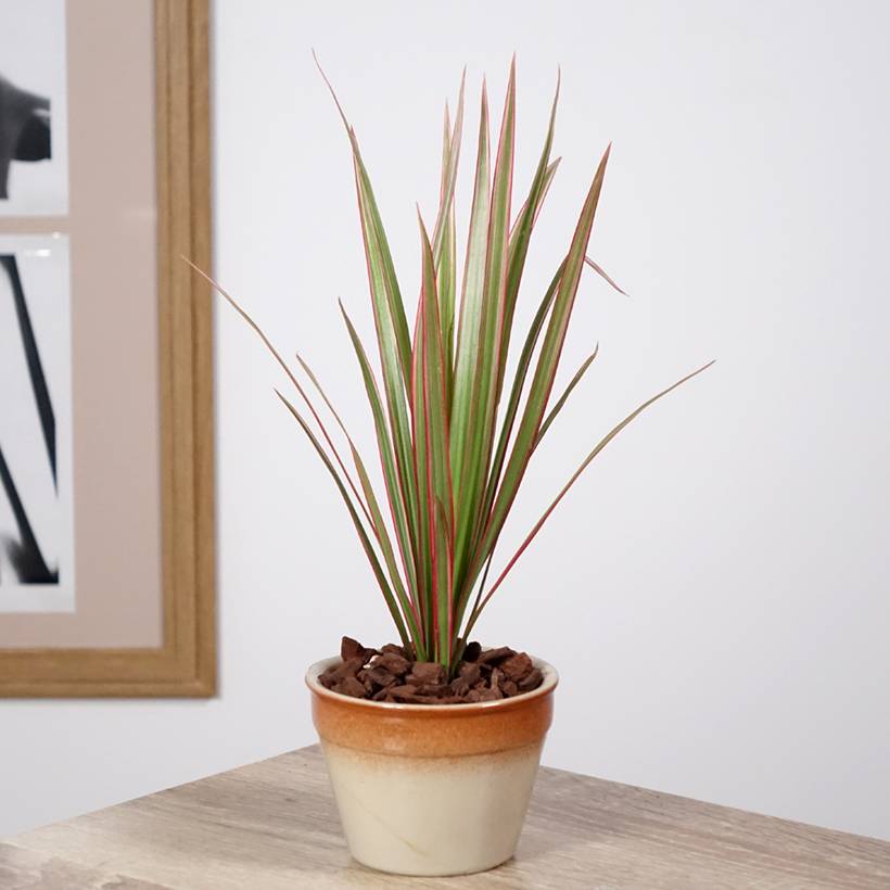 Promesse de Fleurs - Dracaena Bicolor - Dragonnier Mini-plante