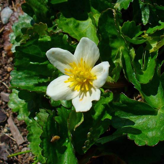 Promesse de Fleurs - Caltha palustris var.alba - Populage blanc - Souci des marais blanc Godet de 8/9 cm