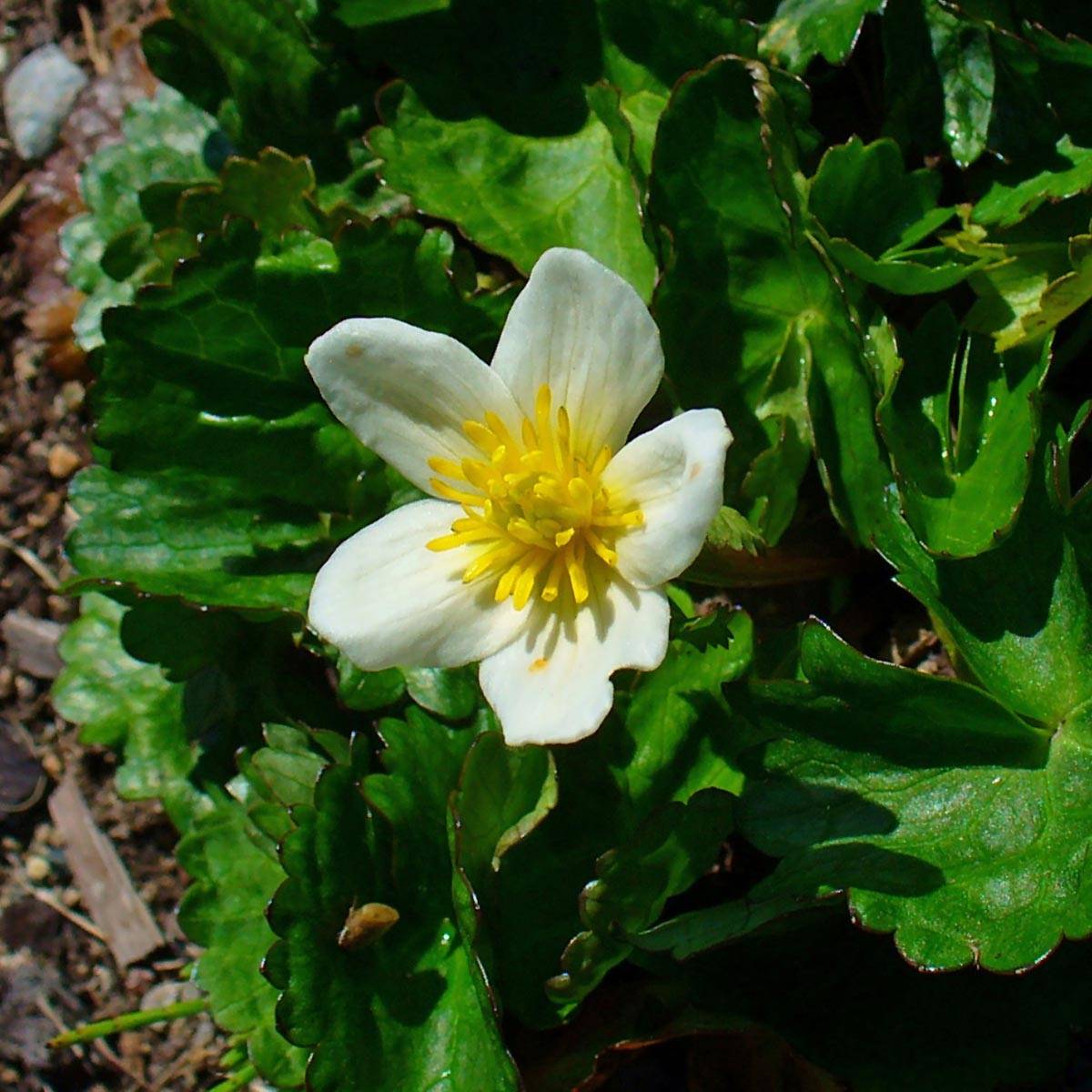 Promesse de Fleurs - Caltha palustris var.alba - Populage blanc - Souci des marais blanc Godet de 8/9 cm