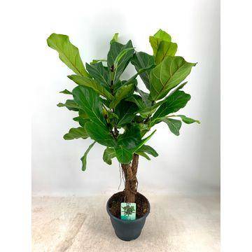 Ficus Lyrata XL 100cm - Plante d'intérieur- La Green Touch - Image 2