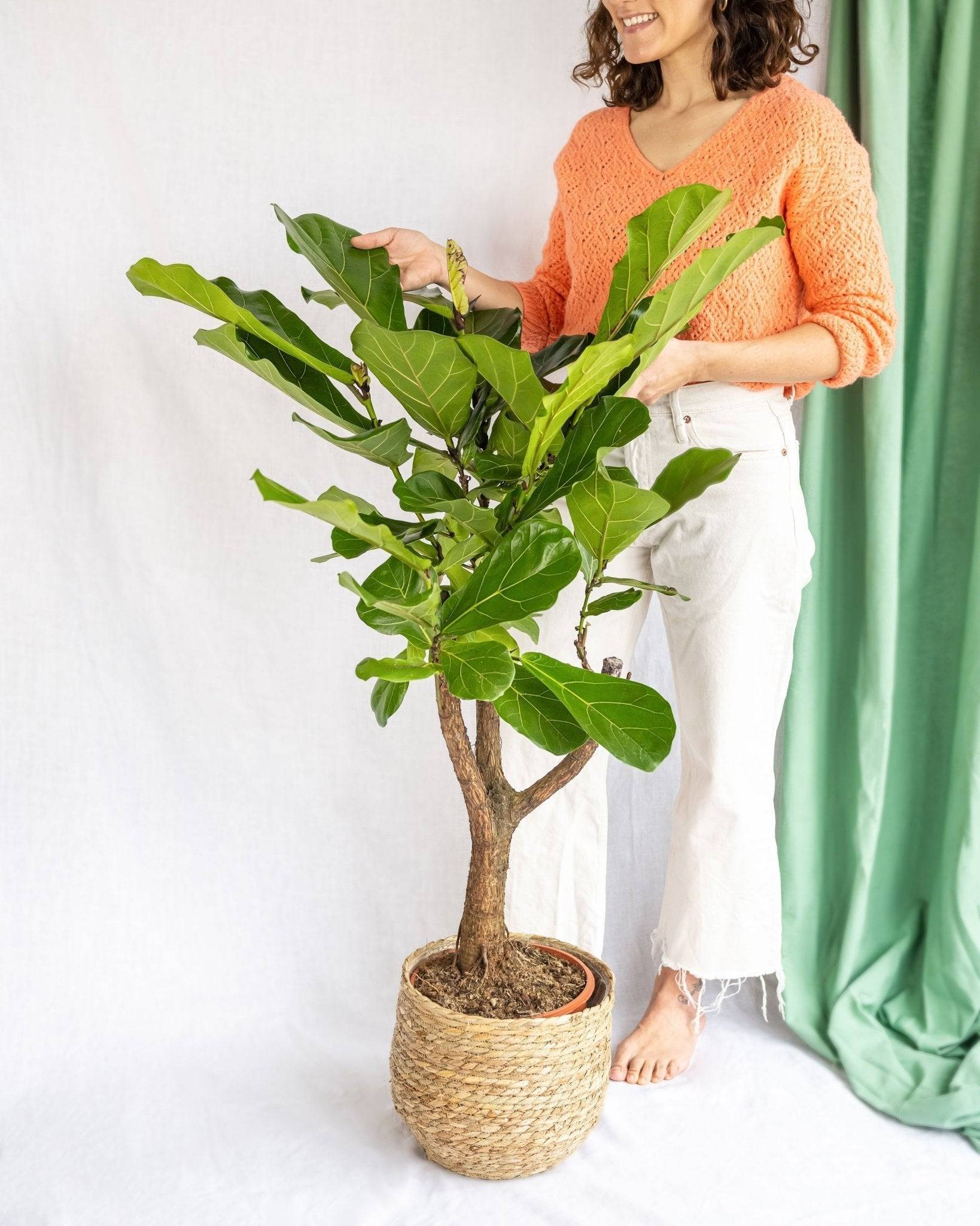 La Green Touch - Ficus lyrata XL - Figuier lyre - H 100 cm, pot Ø26 cm - Image 2