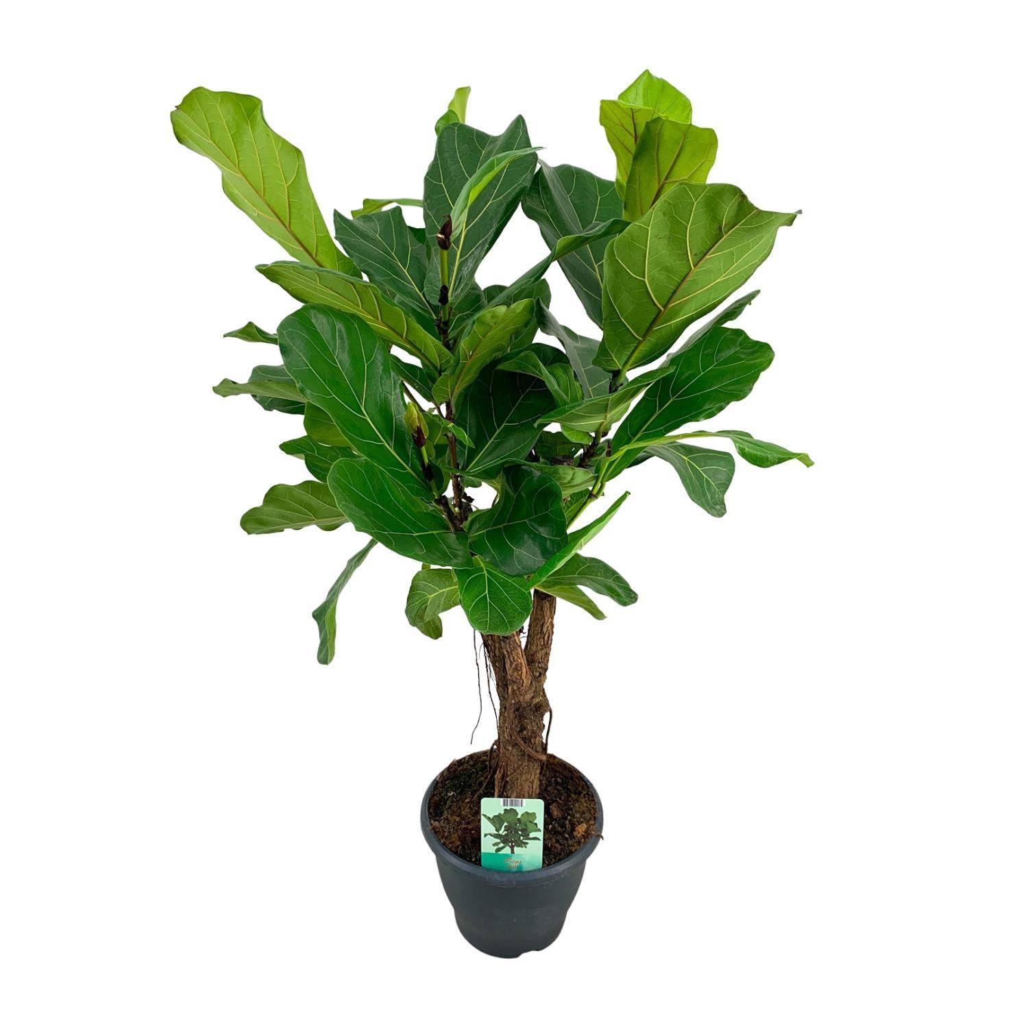 Ficus Lyrata XL 100cm - Plante d'intérieur- La Green Touch - Image 1