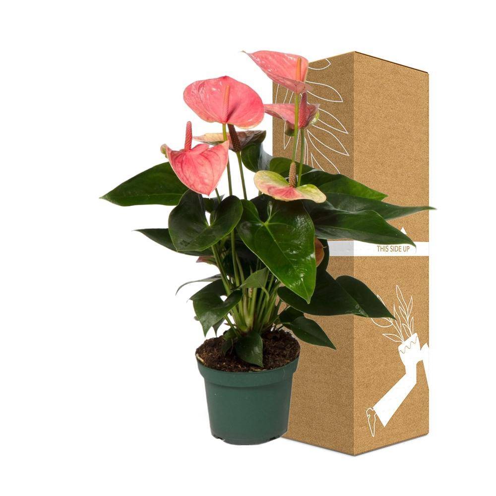La Green Touch - Anthurium pêche rosée 35cm - Plante d'intérieur- La Green Touch - Imagen 4