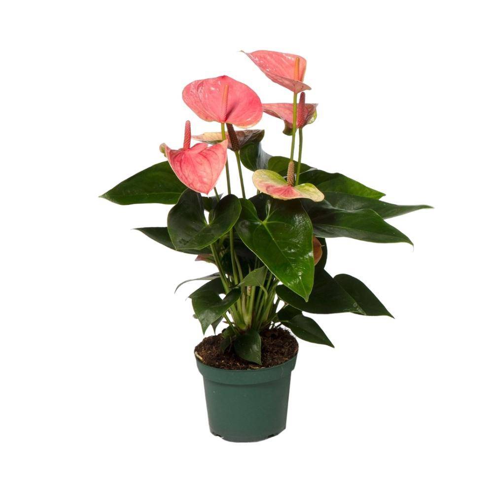 La Green Touch - Anthurium pêche rosée 35cm - Plante d'intérieur- La Green Touch - Imagen 1