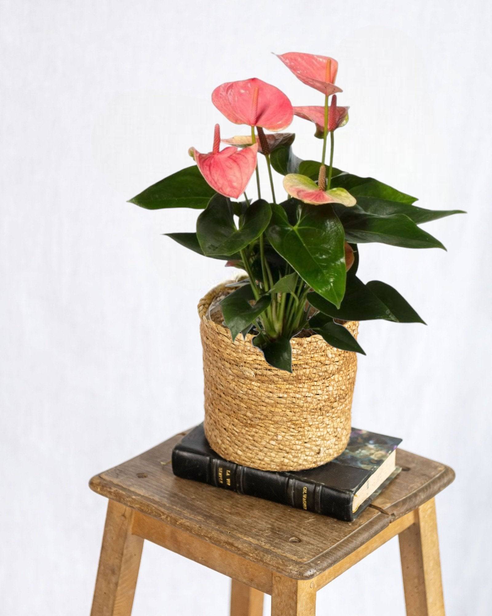 La Green Touch - Anthurium pêche rosée 35cm - Plante d'intérieur- La Green Touch - Imagen 2