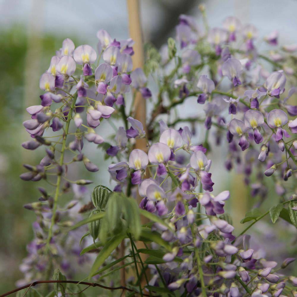 Promesse de Fleurs - Glycine de Chine - Wisteria sinensis Prolific Pot de 1,5L/2L
