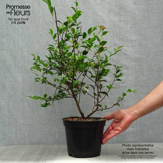 Camélia champêtre Fairy blush Pot de 3L/4L - Image 2