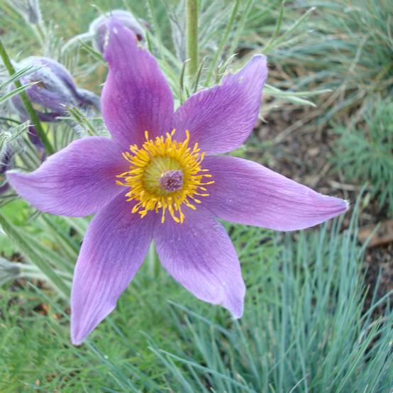 Graines d'Anémone pulsatille violette - Pulsatilla vulgaris le sachet de 100 graines environ (0,3g)