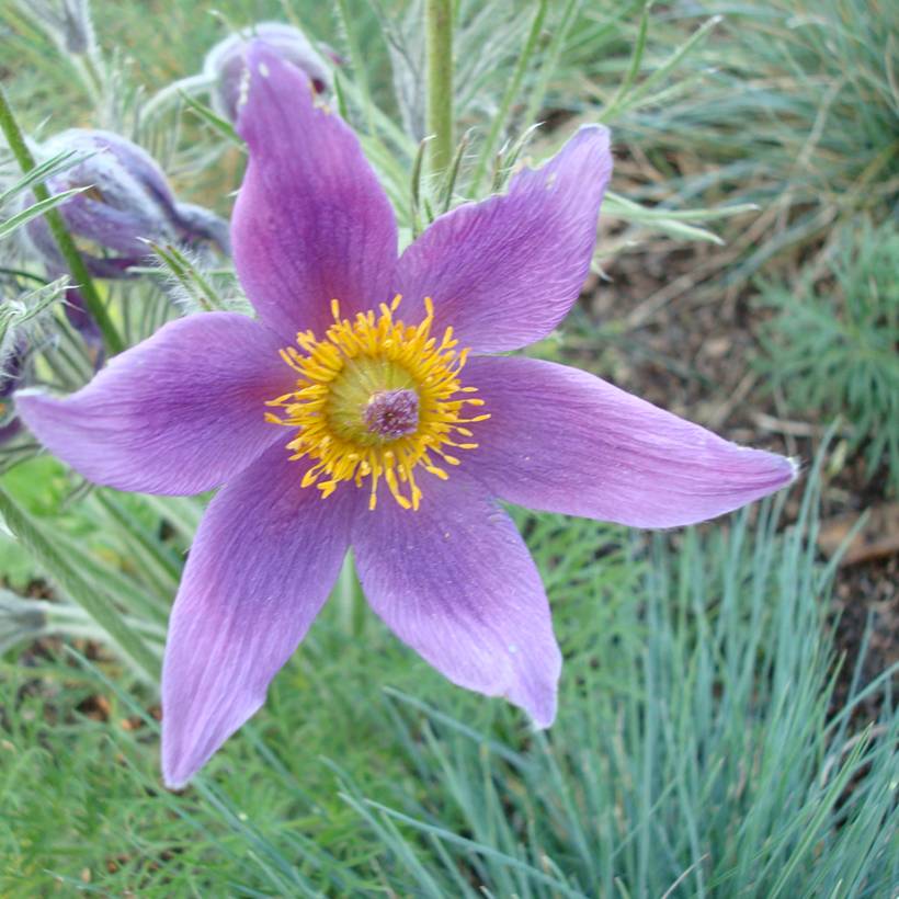 Graines d'Anémone pulsatille violette - Pulsatilla vulgaris le sachet de 100 graines environ (0,3g)
