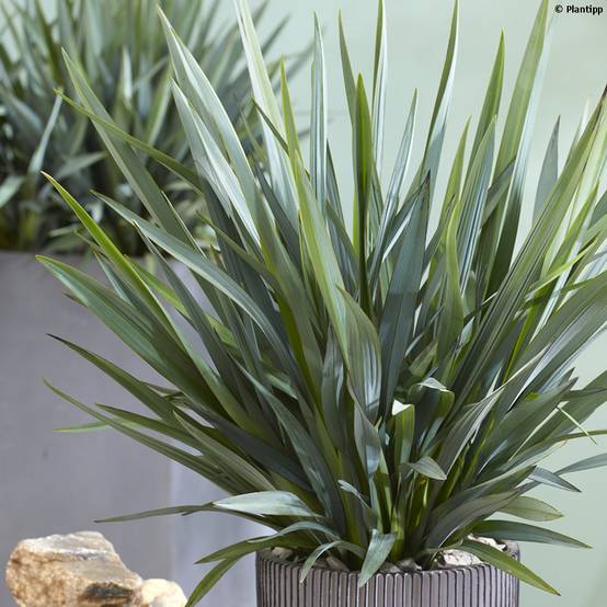 Dianella revoluta Blue Stream Godet de 8/9 cm