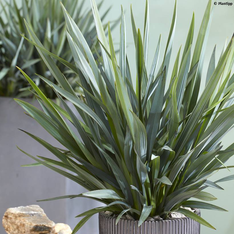 Dianella revoluta Blue Stream Godet de 8/9 cm