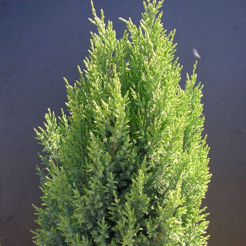 Genévrier de Chine Stricta, Juniperus - Pot de 7,5L - 40/60 cm
