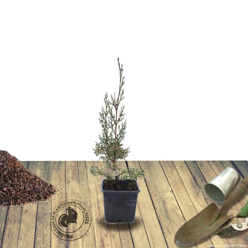 Genévrier de Chine Stricta, Juniperus - Pot de 7,5L - 40/60 cm - Imagen 5