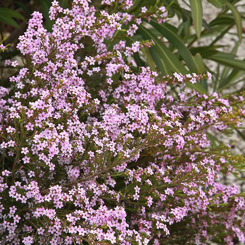 Promesse de Fleurs - Diosma Pink Diamond Pot de 2L/3L