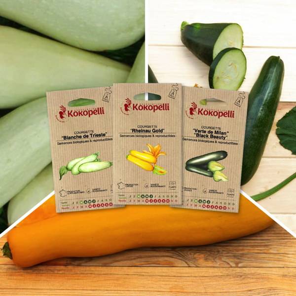 Courgettes Colorées - 3 sachets de graines bio à semer - Imagen 1