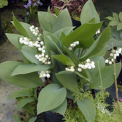 Promesse de Fleurs - Muguet Géant de Fortin - Convallaria majalis Fortin's Giant Godet de 8/9 cm