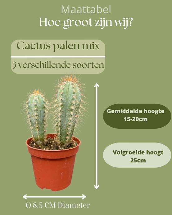 La Green Touch - Ensemble de Cactus Palen Mix (3 Pièces)- La Green Touch - Image 4