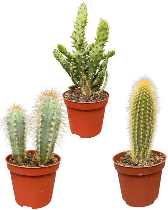 La Green Touch - Ensemble de Cactus Palen Mix (3 Pièces)- La Green Touch - Image 1