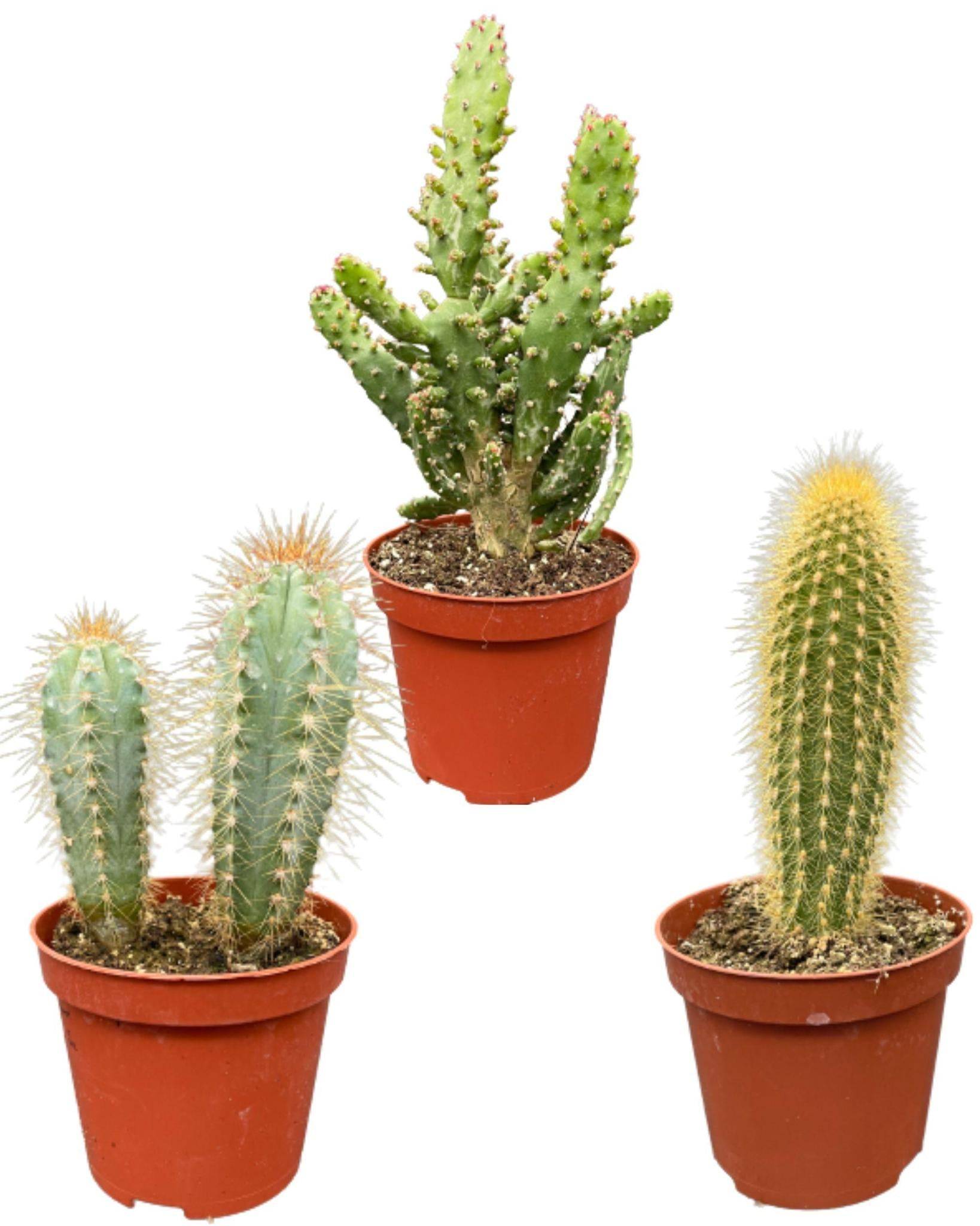 La Green Touch - Ensemble de Cactus Palen Mix (3 Pièces)- La Green Touch - Image 1
