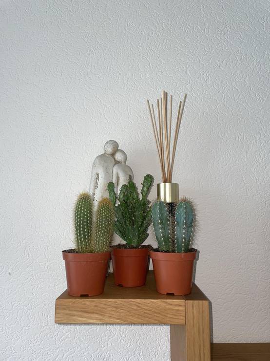 La Green Touch - Ensemble de Cactus Palen Mix (3 Pièces)- La Green Touch - Image 3