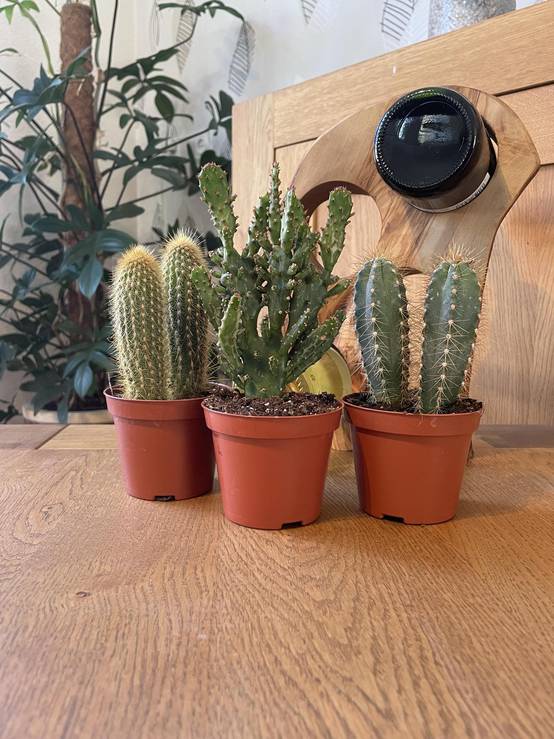 La Green Touch - Ensemble de Cactus Palen Mix (3 Pièces)- La Green Touch - Image 2