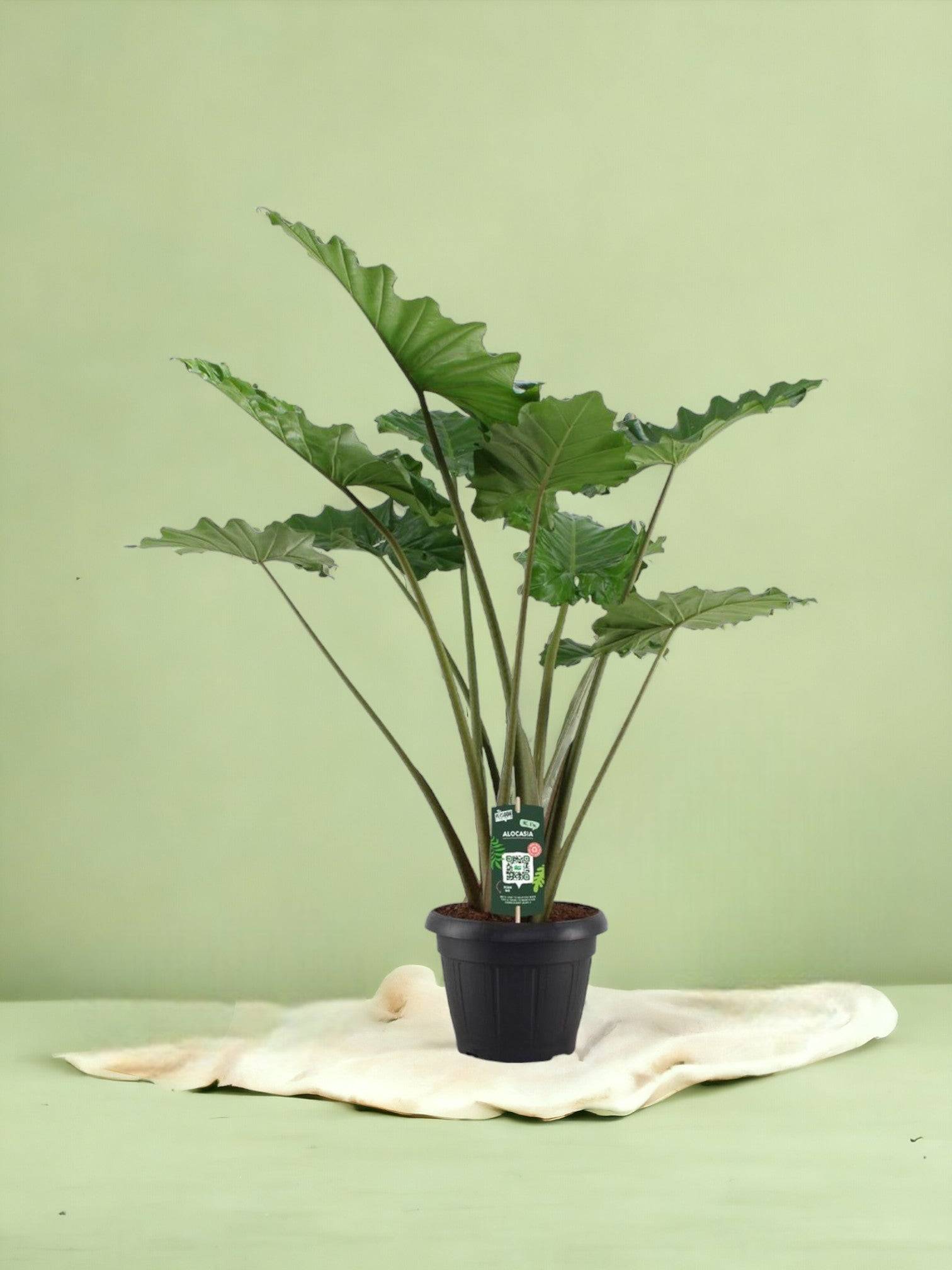 La Green Touch - Alocasia Portodora - D34 H140cm
