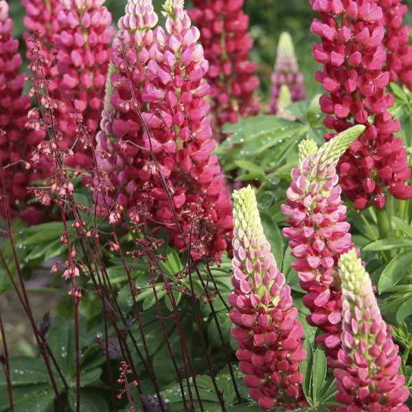 Promesse de Fleurs - Lupin Gallery Red Godet de 8/9 cm