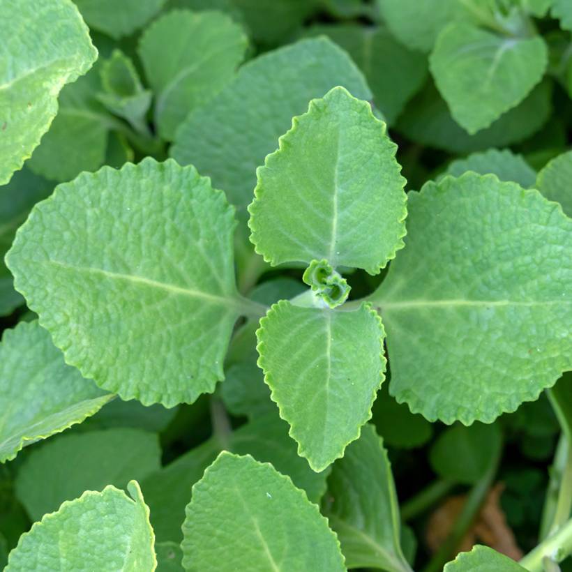Gros thym antillais - Plectranthus amboinicus Godet de 8/9 cm