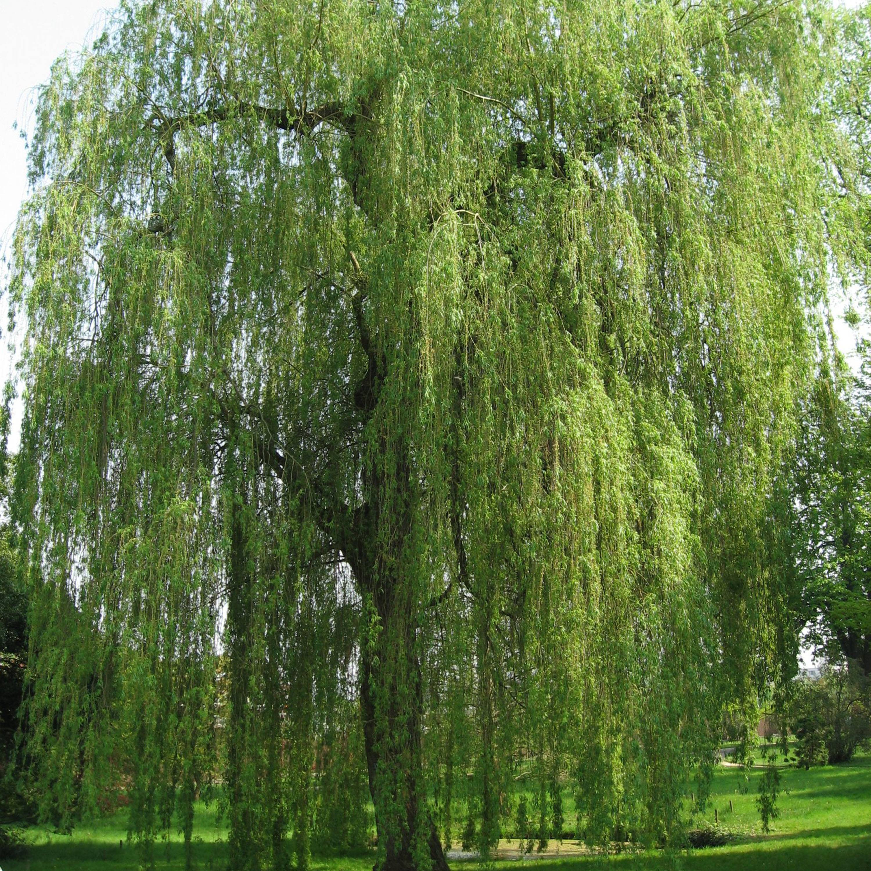 Promesse de Fleurs - Saule pleureur - Salix alba Tristis Pot de 12L/15L, Baliveau - Image 1