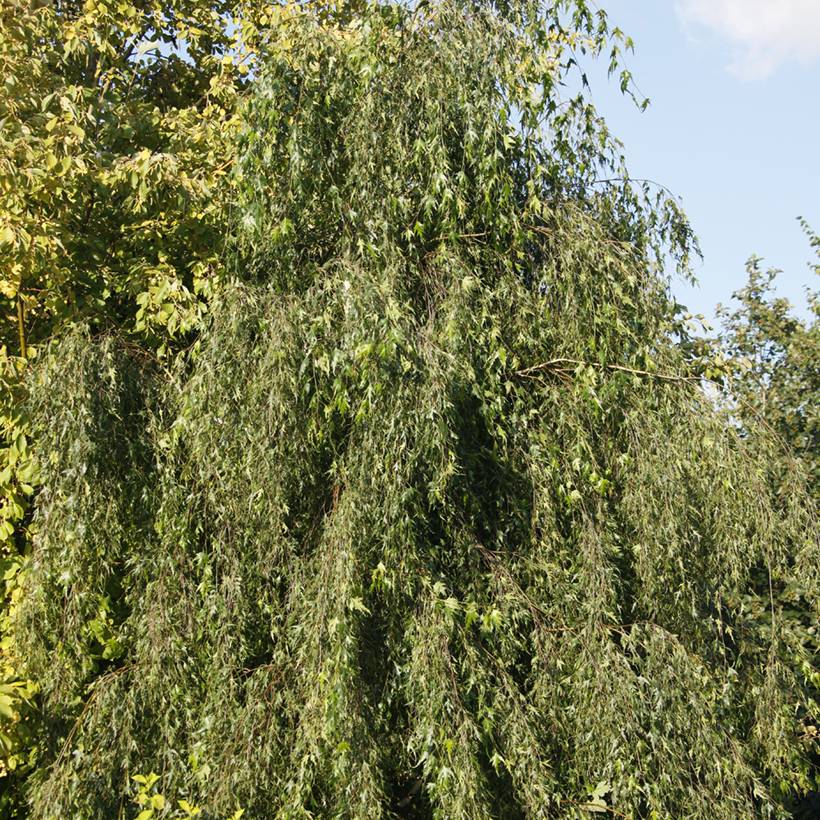 Promesse de Fleurs - Bouleau pleureur - Betula pendula Gracilis Pot de 4L/5L, Tige