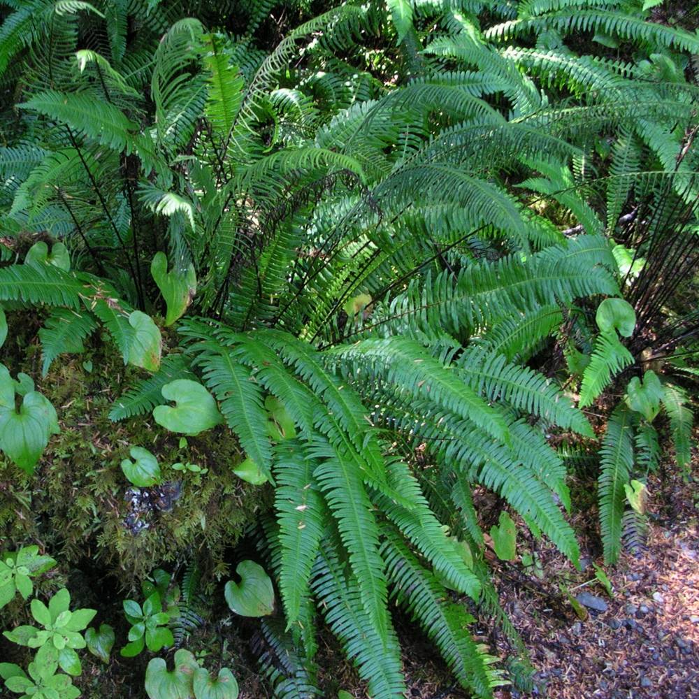 Blechnum spicant - Fougère pectinée Pot de 2L/3L