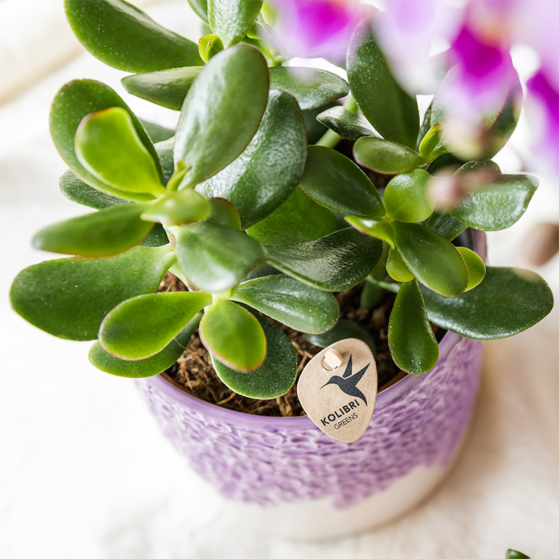 Cache-pot céramique en relief floral - courbes douces et coloris tendres - Pot de 6cm - lilas - Image 3