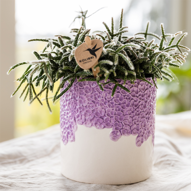 Cache-pot céramique en relief floral - courbes douces et coloris tendres - Pot de 6cm - lilas - Image 4