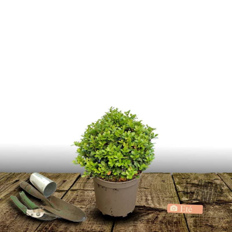 Houx crénelé Luxus® Lingold 'Adorne', Ilex crenata - Pot de 4L - 20/40 cm - Image 6