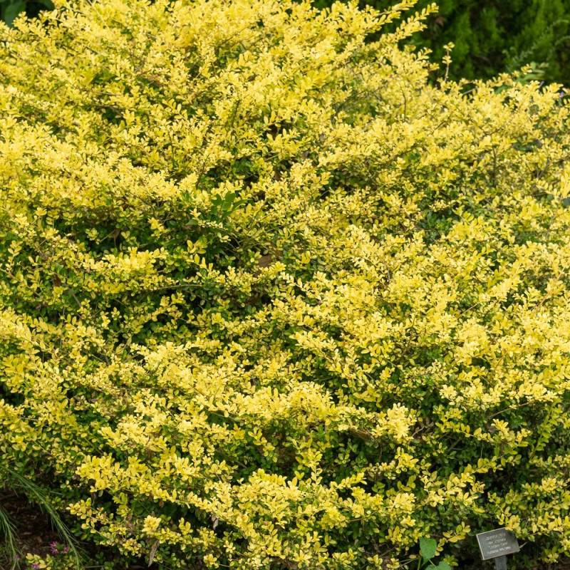 Houx crénelé Luxus® Lingold 'Adorne', Ilex crenata - Pot de 4L - 20/40 cm - Image 2