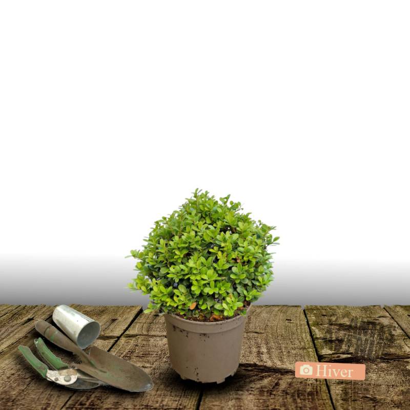 Houx crénelé Luxus® Lingold 'Adorne', Ilex crenata - Pot de 4L - 20/40 cm - Image 7