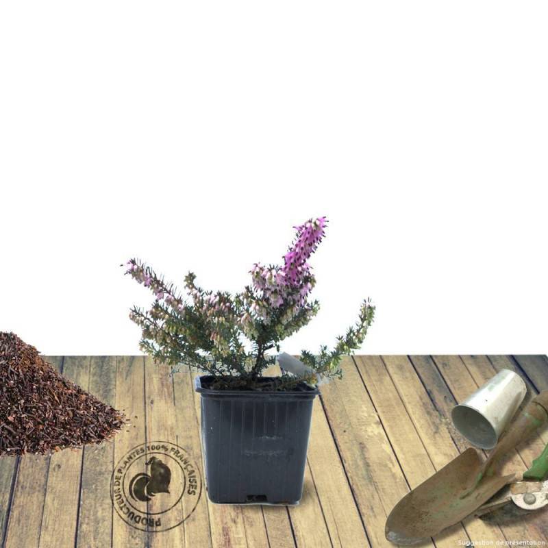 Bruyère d'été Winter Chocolate, Calluna à fleurs Rose/ - feuillage Persistant - Godet - 5/20 cm - Imagen 2