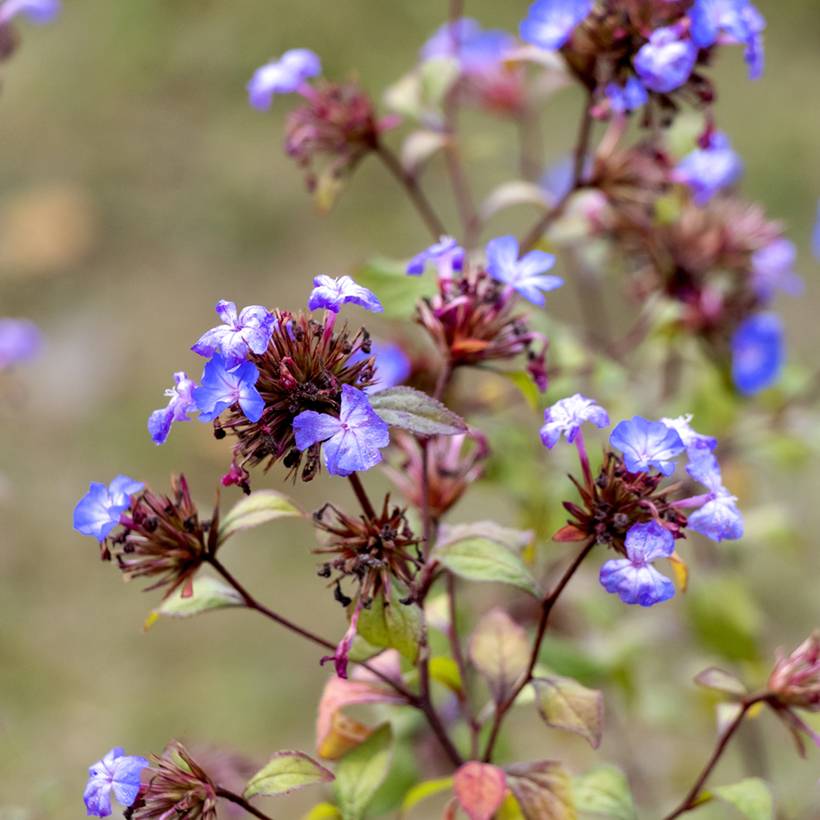 Ceratostigma willmottianum - Dentelaire Pot de 2L/3L - Image 1