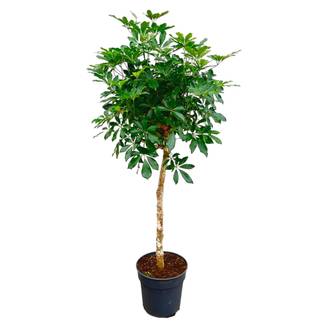 Schefflera Sur Tige - D30 H170cm