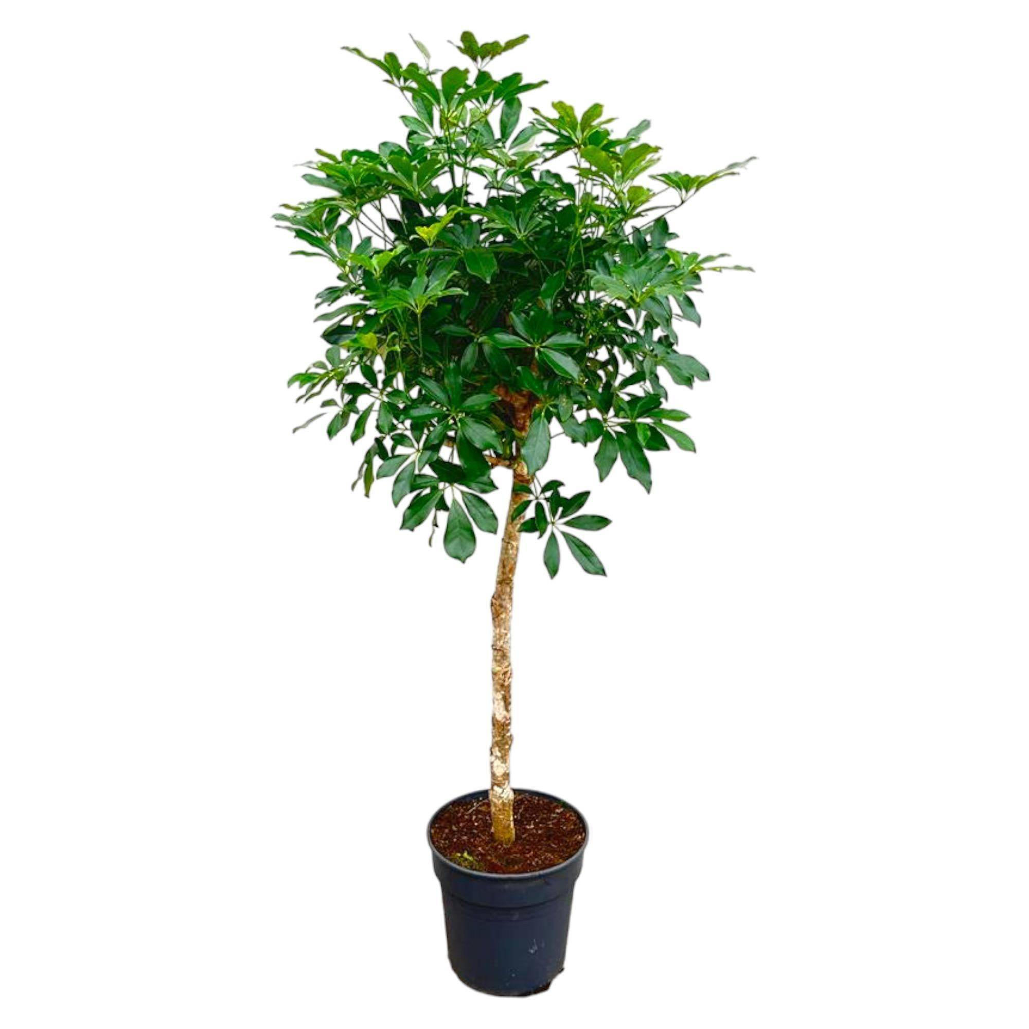 Schefflera Sur Tige - D30 H170cm
