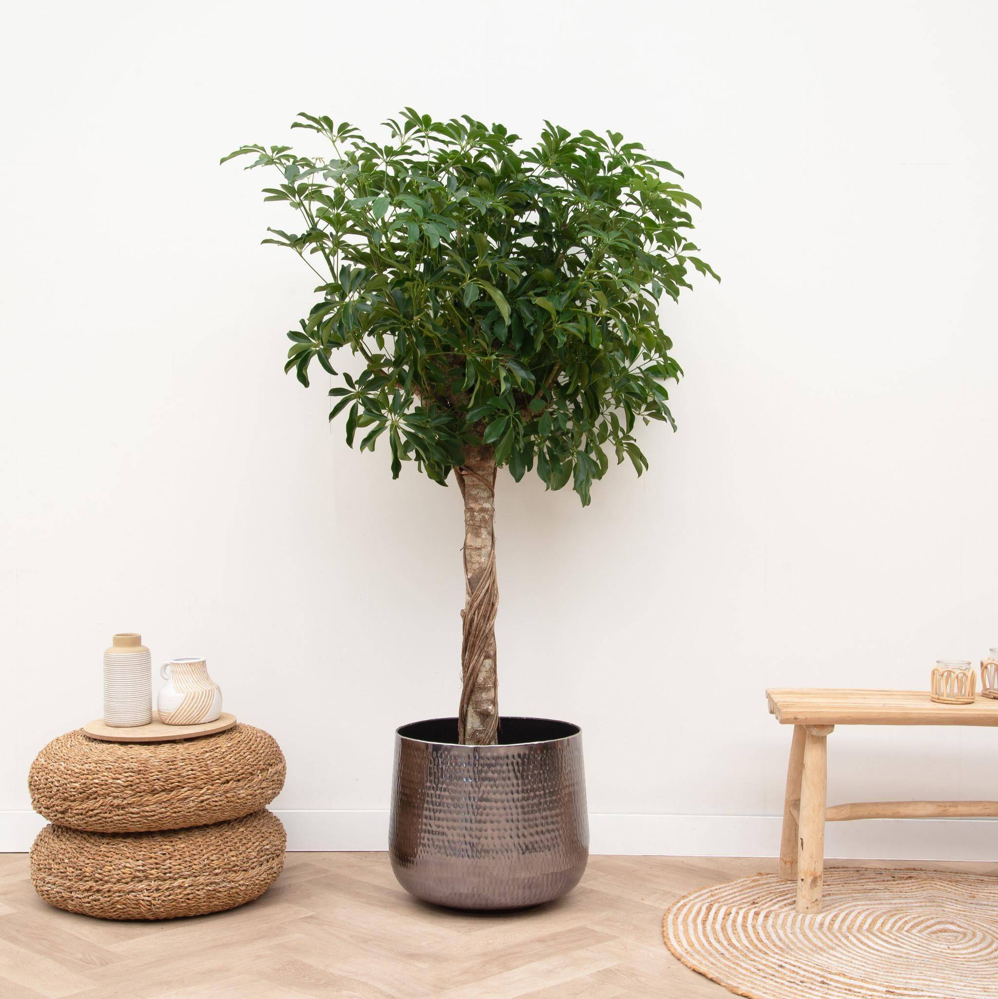 La Green Touch - Schefflera Sur Tige - D30 H170cm - Image 2