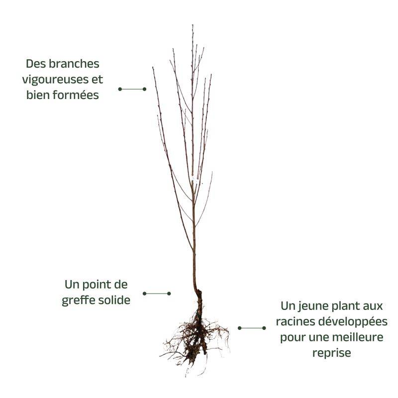 Brugnon Plat à Chair Jaune - Scion de 100 à 150cm - Pépinières Naudet - Imagen 3